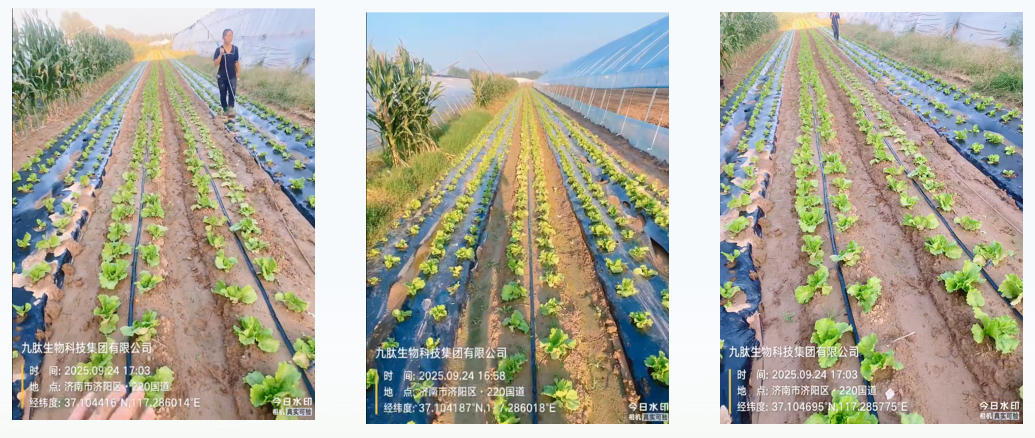 济南市济阳区生菜种植